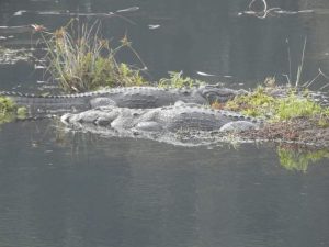 वन्यजन्तु र पन्छीहरू संग्रह